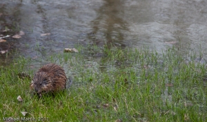 Beaver and Flood